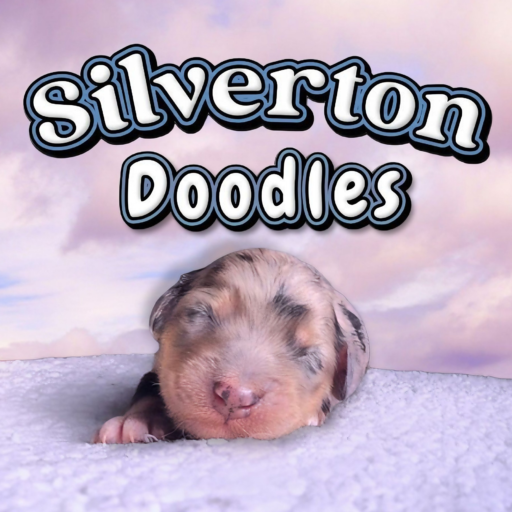 Silverton Doodles